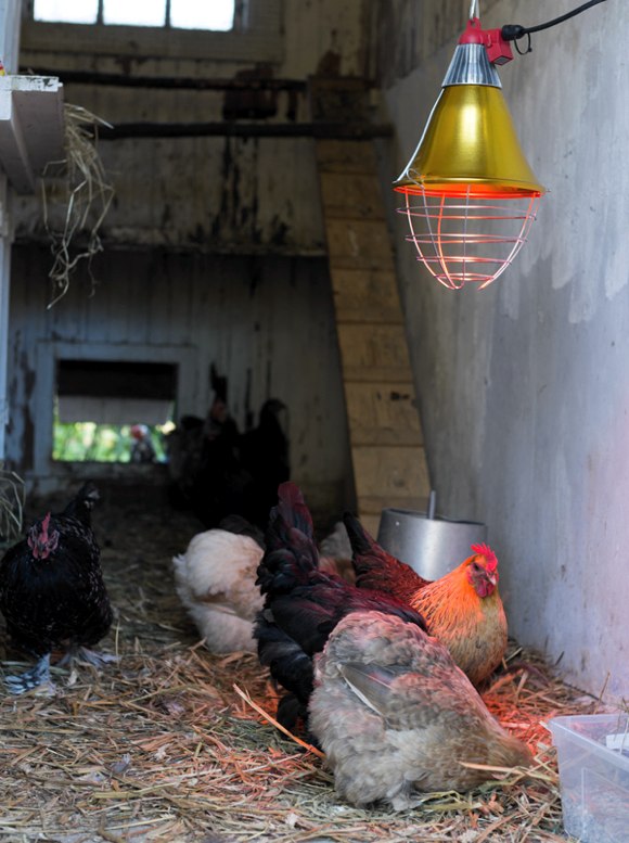 Bild från Mittlivpalandet.se - Samarbete med Lantbutiken